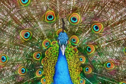 Portrait Of The Peacock Stock Photos