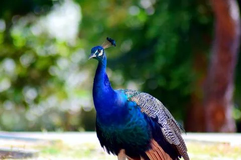 Portrait of a peacock Stock Photos