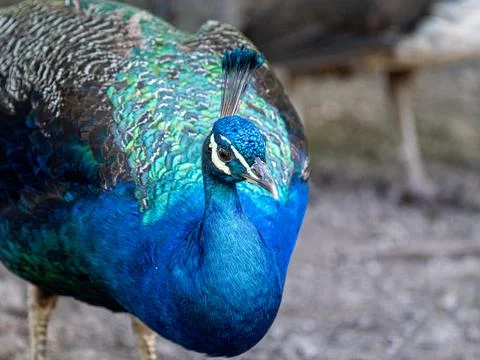 Portrait of a peacock Foto stock