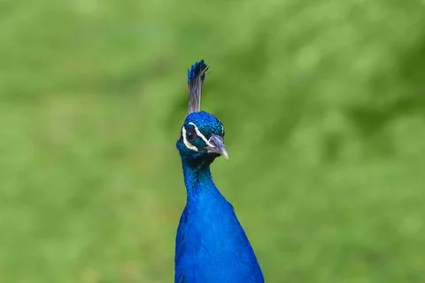 Portrait of peacock Stock Photos