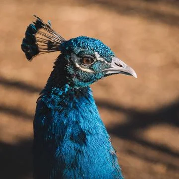 Portrait of a peacock Stock Photos
