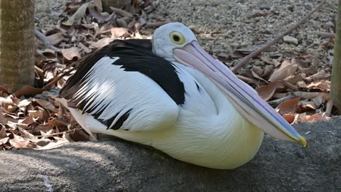 Portrait of a pelican bird 스톡 동영상 265531365
