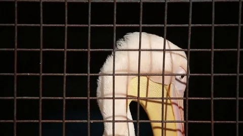 Portrait pelican in a cage Stock Footage