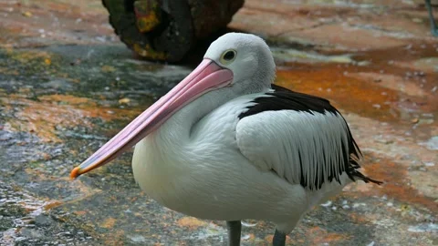 Portrait of a pelican 스톡 동영상 247978712