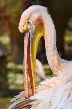 Portrait of Pelican Stock Photos