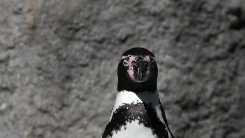 Portrait of a penguin on a blurred background Stock Footage 325095462