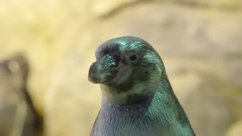Portrait of a penguin close up Stock Footage 121655267
