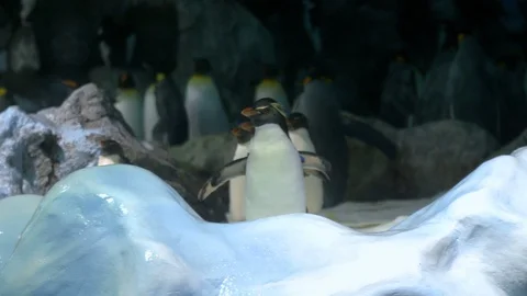 Portrait of Penguin colony Stock Footage 90848177
