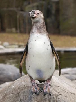 Portrait of penguin Stock Photos
