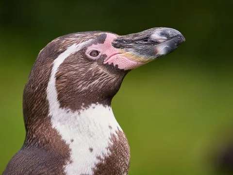 Portrait of a penguin Stock Photos