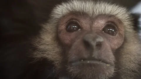 Portrait of a pensive monkey. Stock-Footage 236703364