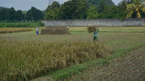 Portrait of people's activities in the fields Stock Photos