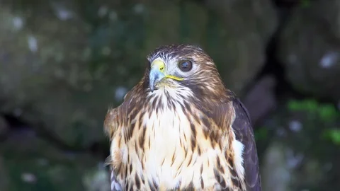 Portrait of Perched Falcon Stock Footage 90709311
