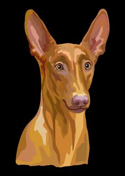 Portrait of Pharaon Dog close up vector illustration Stockillustratie