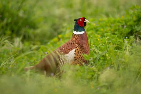 Portrait of a Pheasant Stock Photos