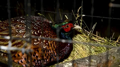 Portrait of Pheasant sitting in an aviary. Stock Footage 321241277