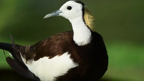 Portrait of a Pheasant-Tailed Jacana Isolated Against a Green Field Stock Footage 343807916