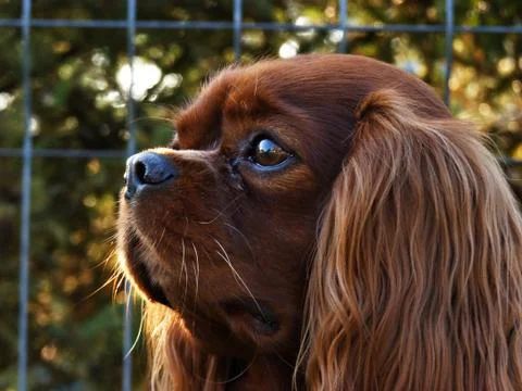 Portrait Stock Photos