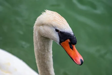 Portrait Stock Photos