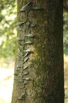 Portrait picture of algae caught tree Stock Photos