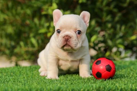 Portrait picture of cute white puppy french bulldog sitting on green field wi Stock Photos