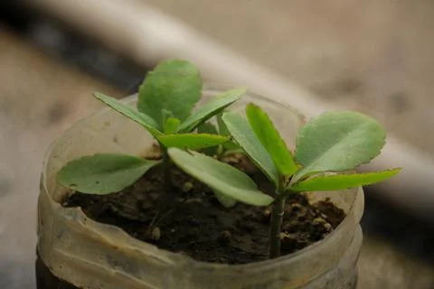 Portrait picture of Patharkuchi tree saplings Stock Photos
