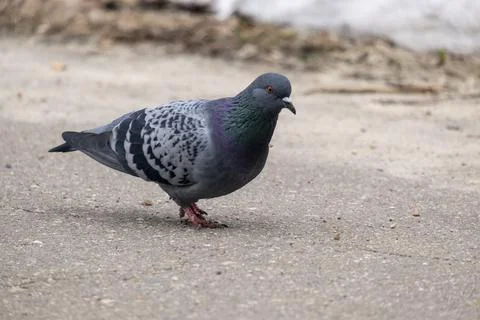 Portrait of pigeon Stock Photos