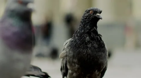 Portrait of a pigeon in the town Stock Footage 68858344