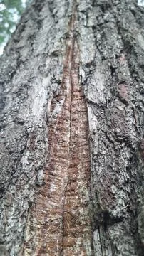 Portrait of pine tree Stock Photos