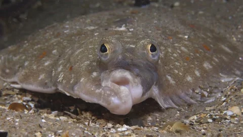 Portrait of a plaice Stock Footage 140621220