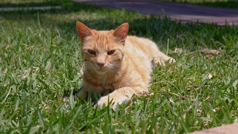 Portrait, Playful Ginger Cat Lying on the Green Grass while Bathed in Bright Sun Stock Footage 312522151