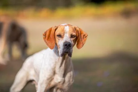 Portrait of a pointer dog looking to the camera and it is focused, autumn sea Foto stock
