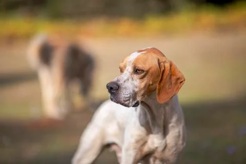 Portrait of a pointer dog looking to the camera and it is focused, autumn sea Photos