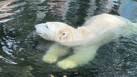 Portrait of a polar bear taking a bath. 4K. Stock Footage 208449201