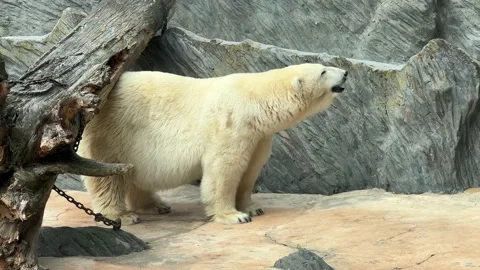 Portrait of a polar bear. The white bear looks around. Stock video clip. 4K. Stock Footage 208442900