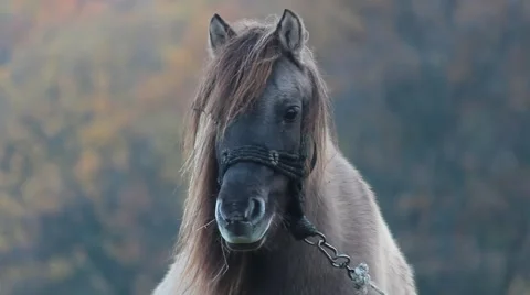 Portrait of a pony Stock Footage 64182697