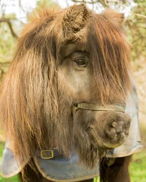 Portrait of a pony 写真素材