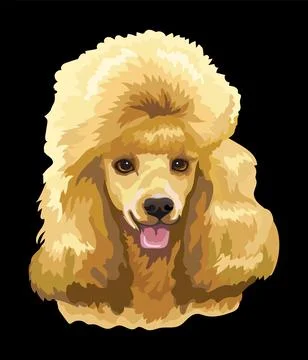 Portrait of Poodle dog close up vector illustration Stockillustratie