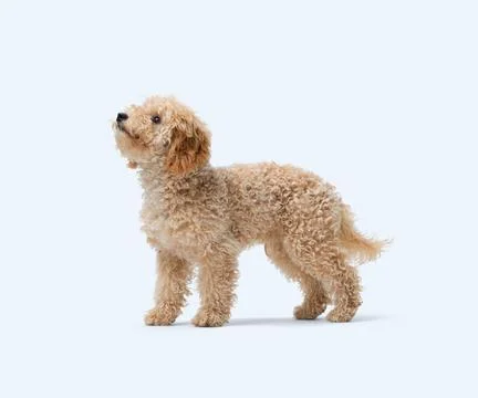 Portrait of a Poodle looking up Stock Photos
