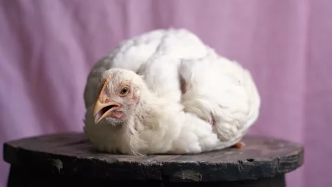 Portrait of poultry chicken . Stock Footage 271181752