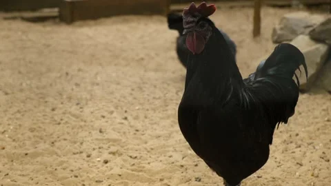 Portrait of poultry in close-up Stock Footage 217425677