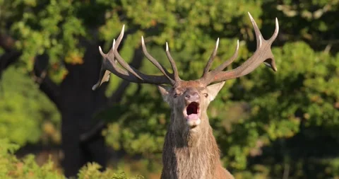 Portrait of a powerful Red deer stag roaring during autumn rut Stock Footage 325223453