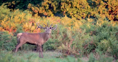 Portrait of a powerful Red deer stag roaring at sunrise during autumn rut Stock Footage 325223556