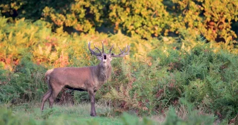 Portrait of a powerful Red deer stag roaring at sunrise during autumn rut Stock Footage 325223959