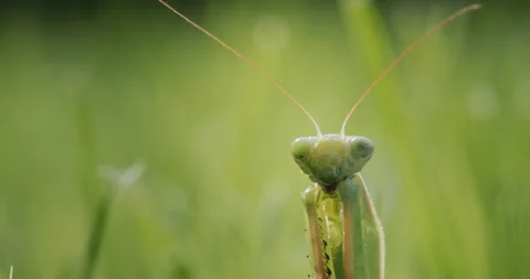Portrait of a praying mantis looking into the camera. Bent paws holds in front Stock-Footage 250201429