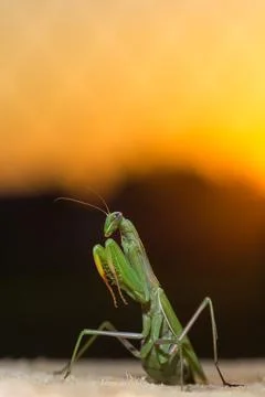 Portrait of a praying mantis in the sunset Stock Photos