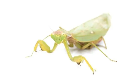 Portrait of a praying mantis on a white background. macro Foto stock