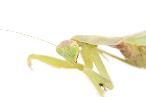 Portrait of a praying mantis on a white background. macro Stock Photos