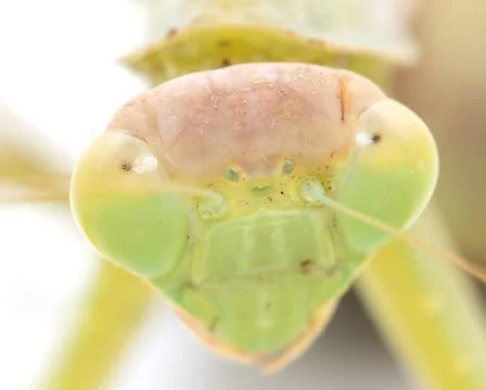 Portrait of a praying mantis on a white background. macro Stock Photos