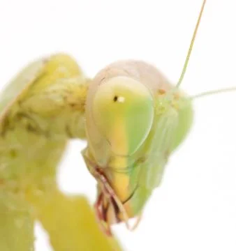 Portrait of a praying mantis on a white background. macro Stock Photos